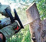 Best Tree Trimming and Pruning  in Valenti, NE
