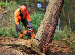 How Our Tree Care Process Works  in  Valentine, NE
