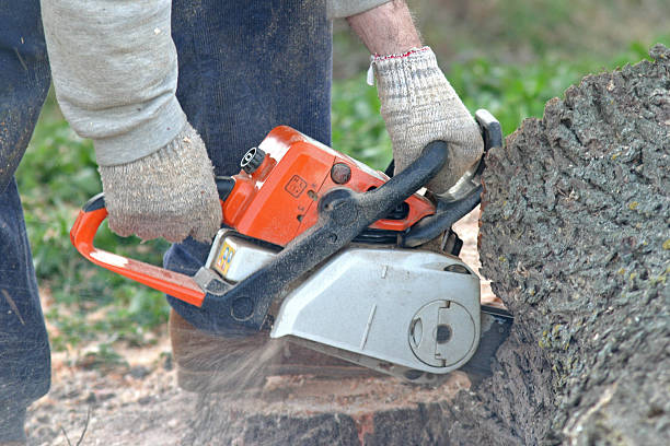 Best Tree Disease Treatment  in Valenti, NE